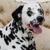 Johnny_dalmatian